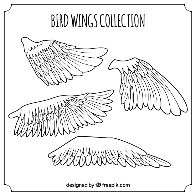 Pack of bird wings