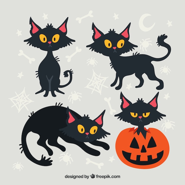 Pack of black cat and pumpkin
