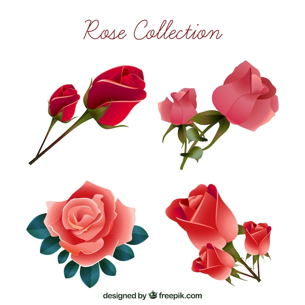 roses illustrator vector free download