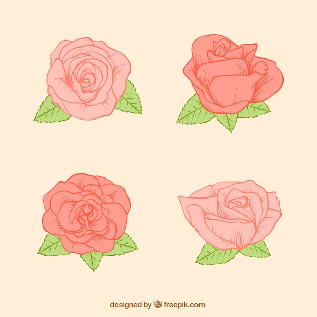 Pack of four roses sketches
