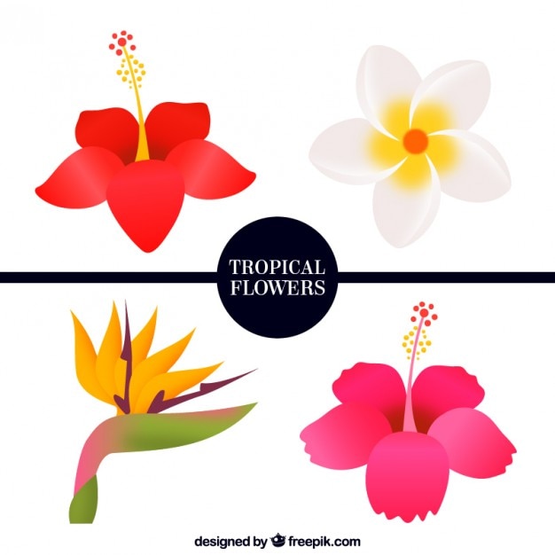 Download Pack of four tropical flowers Vector | Free Download