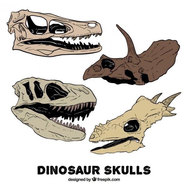 Pack of hand drawn dinosaur skulls