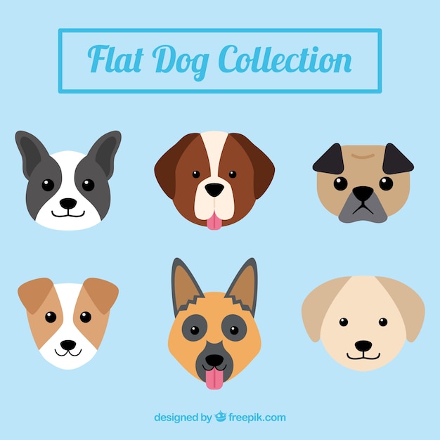 Pack of nice dogs in flat design