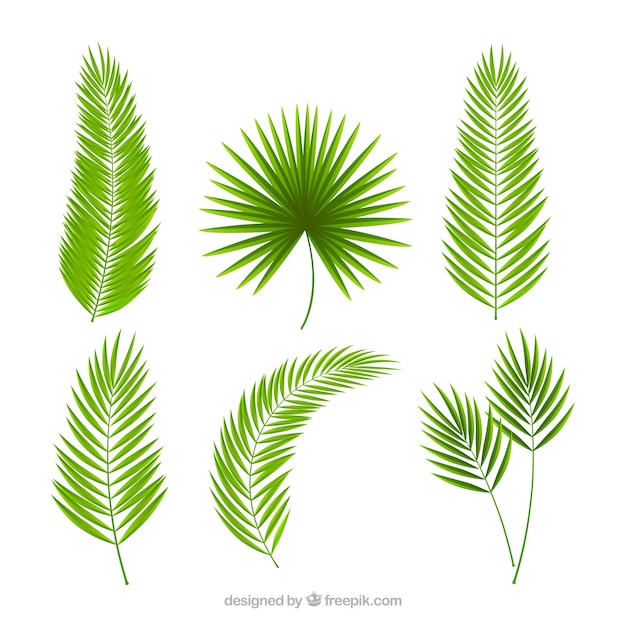 Download Pack of palm leaves Vector | Free Download