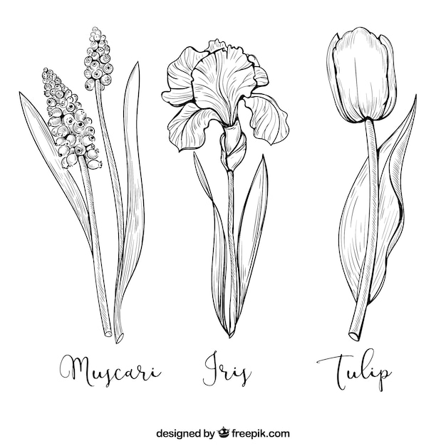 Download Pack of three hand-drawn flowers Vector | Free Download