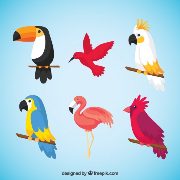 Pack of tropical birds