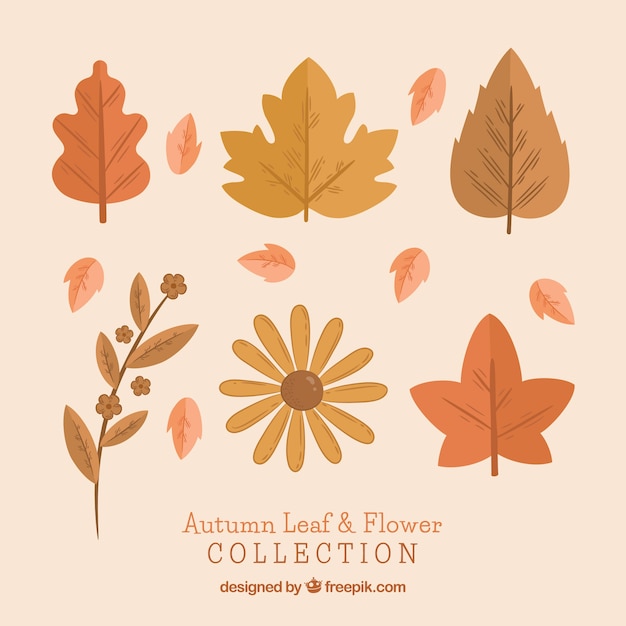 Free Vector | Pack of vintage autumn leaves