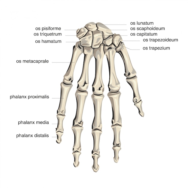 premium-vector-palm-bone-anatomy