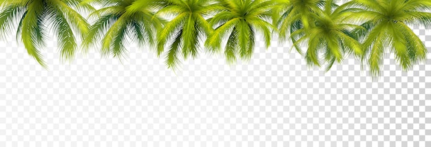 Premium Vector Palm Leaves Border