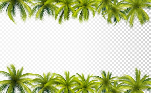 Palm leaves borders | Premium Vector