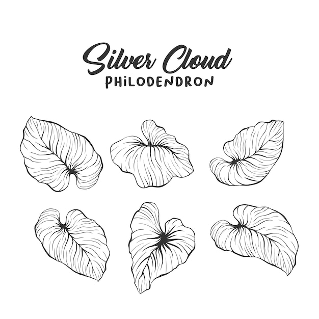 Palm leaves realistic outline drawing Vector | Free Download