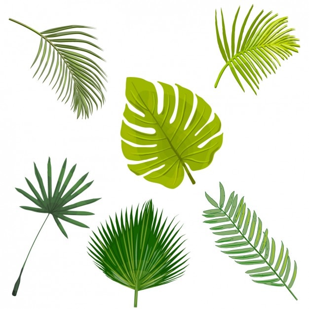 Palm tree leaves collection | Free Vector