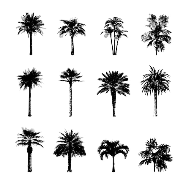 Download Premium Vector | Palm tree silhouettes collection.