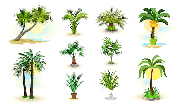  Palm trees icons