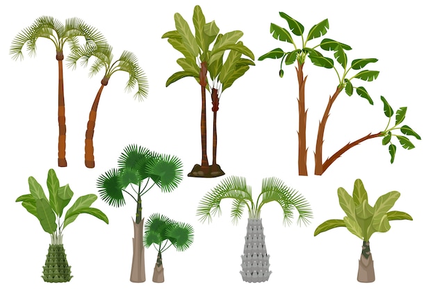 ヤシの木 ブラジルまたはカリフォルニアの熱帯植物コレクションガーデンベクトル漫画の写真 夏のエキゾチックなヤシの木 緑の自然の熱帯のイラスト プレミアムベクター