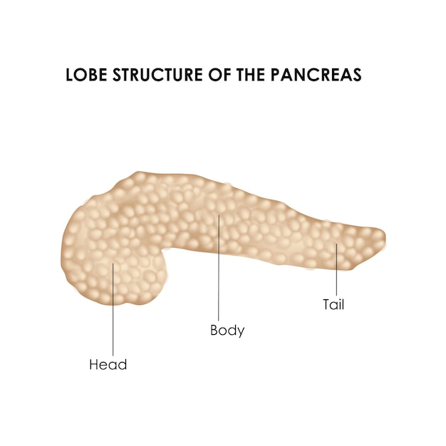 膵臓領域 リアルな医療イラスト プレミアムベクター