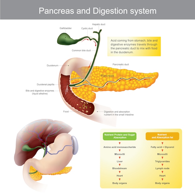 Pancreas and digestive system. the digestive enzymes travels through