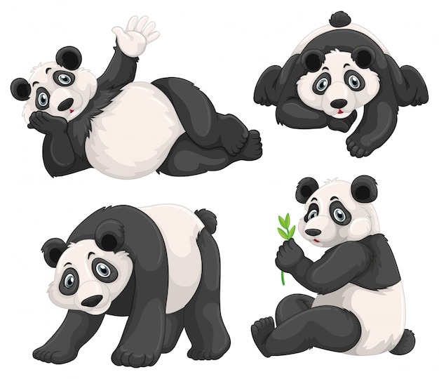 Download Panda in four different poses Vector | Free Download