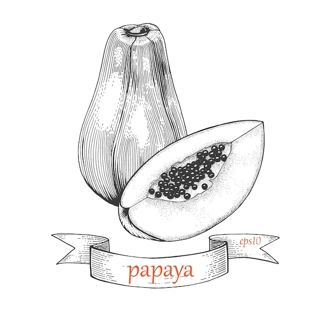 Premium Vector Papaya Sketch Hand Drawn Illustration 3063