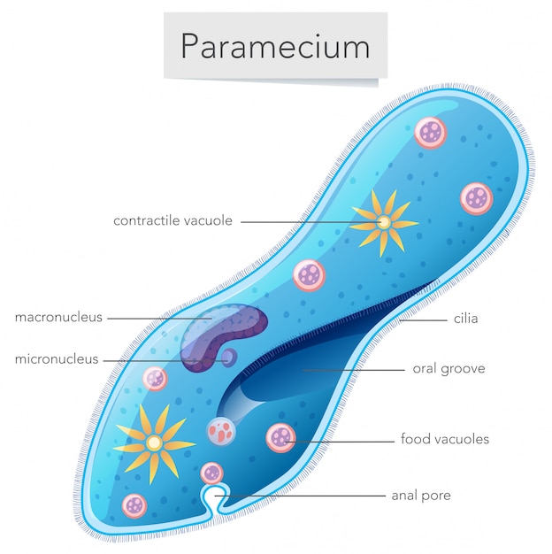 Diagramma Diagramm Bakterij Paramecium Premium Vektory