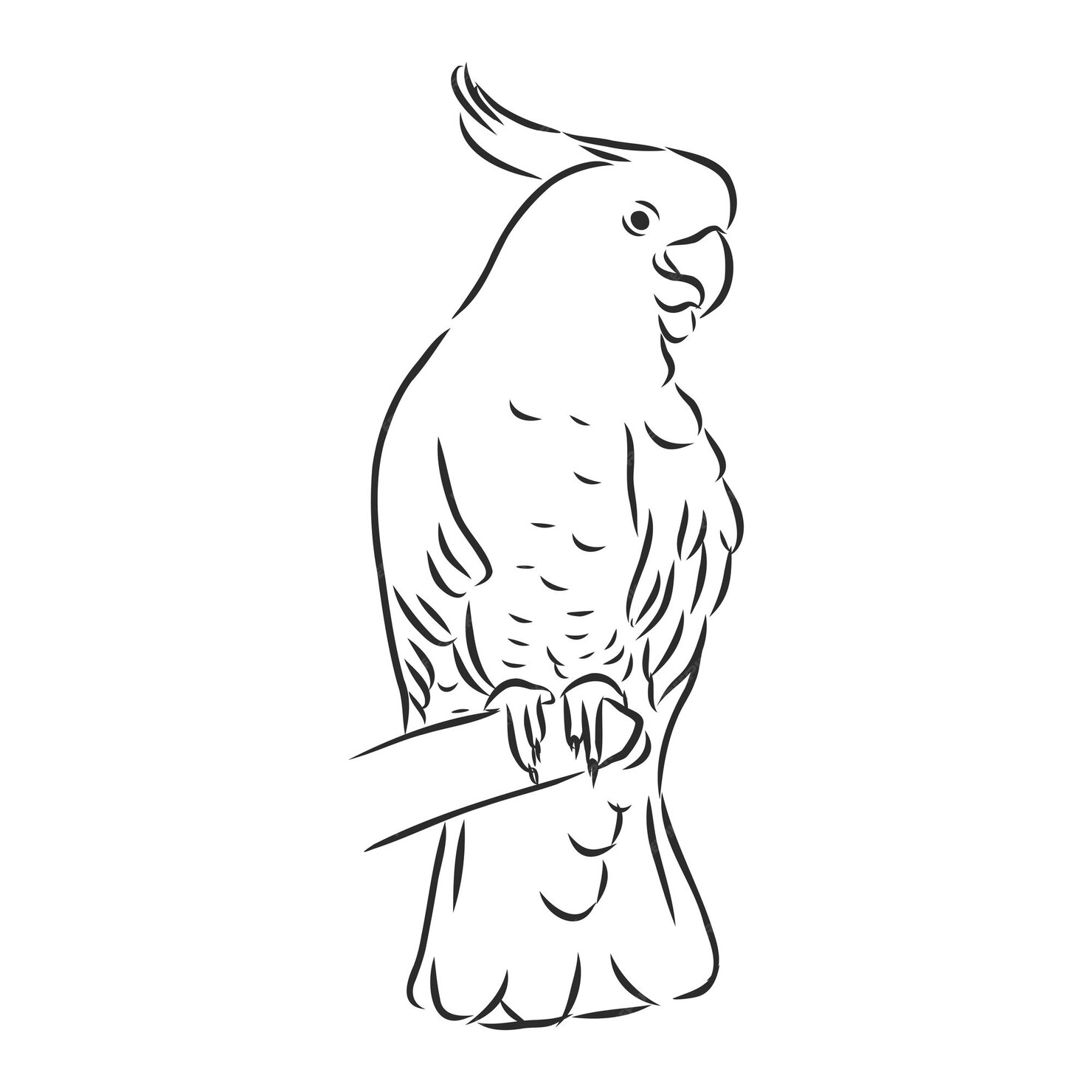 Premium Vector | Parrot on a branch vector sketch illustration