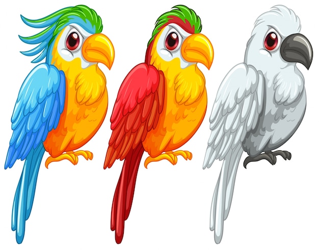 Premium Vector | Parrots