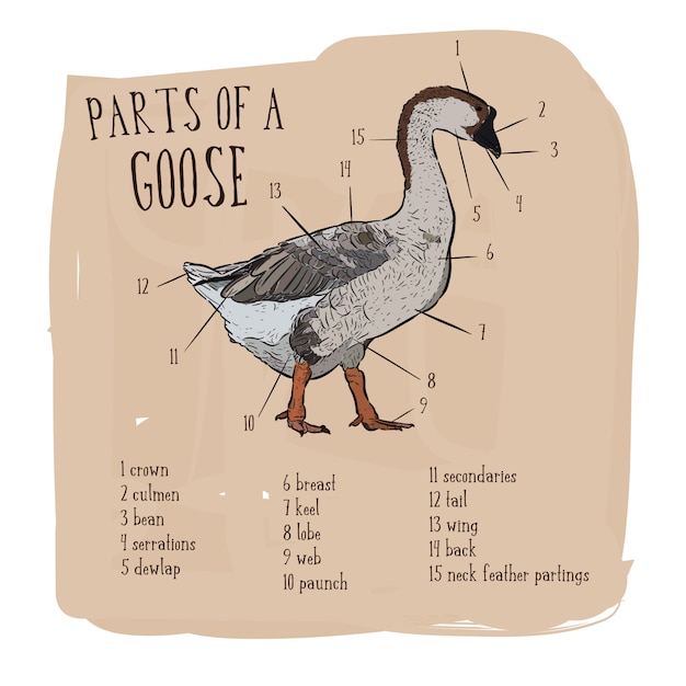 Part Of Goose Premium Vector