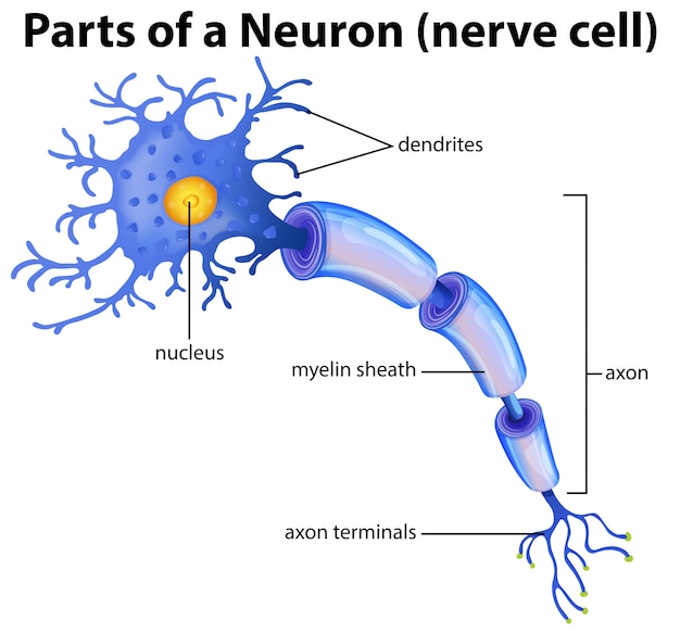 ニューロン図の一部 プレミアムベクター