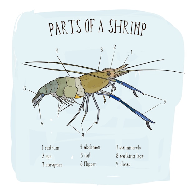 Parts Of A Shrimp - vrogue.co