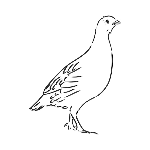 Premium Vector | Partridge, grouse sketch birds in the village, poultry ...