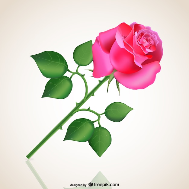 Passionate pink rose
