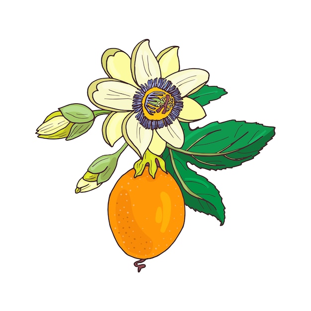 Premium Vector Passionflower Passiflora Passion Fruit On A White