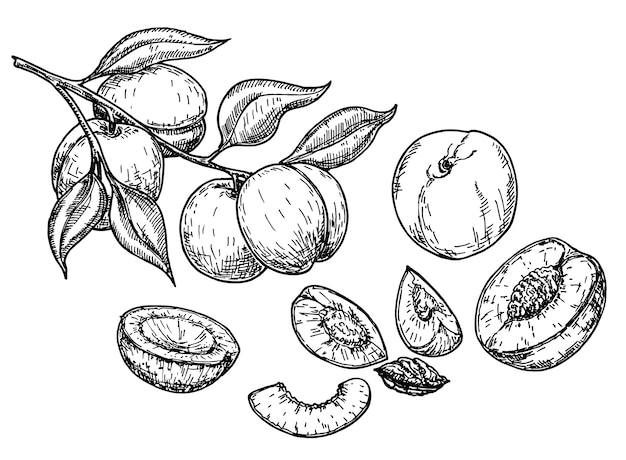 Premium Vector | Peach fruit sketch set.