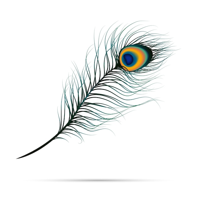 Download Peacock feather on isolated background Vector | Premium ...