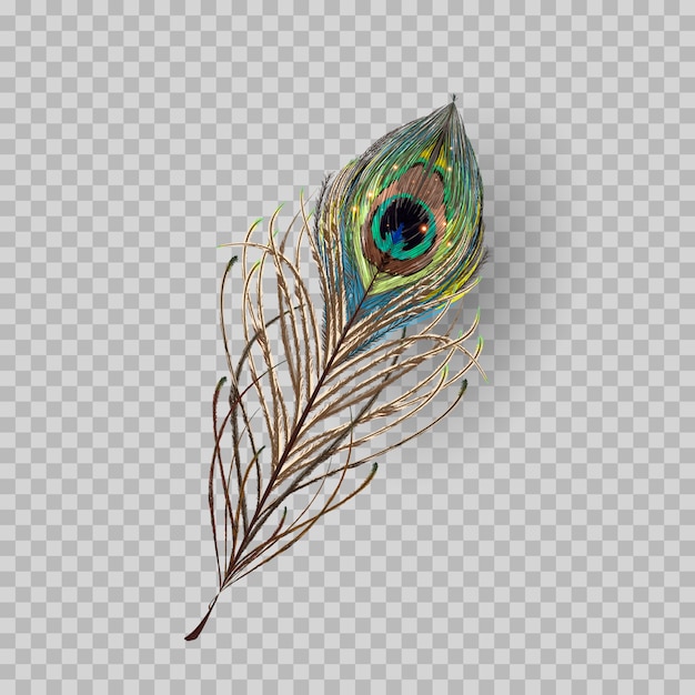 Download Peacock feather on transparent background. | Premium Vector