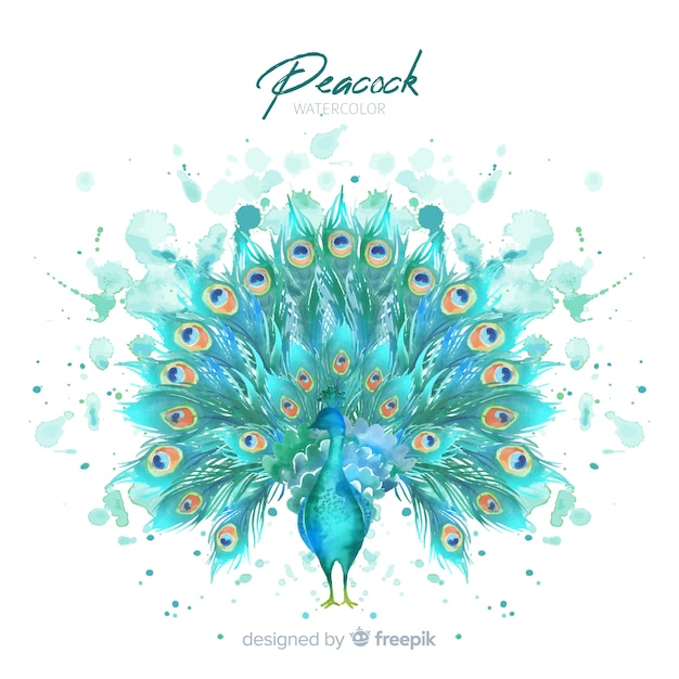 Download Peacock in watercolor style Vector | Free Download