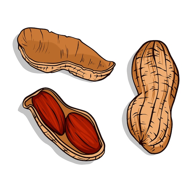 Premium Vector | Peanut set ink sketch of nuts. hand drawn vector ...