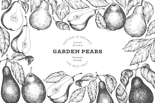 梨のデザインテンプレート 手描きのベクトルガーデンフルーツイラスト 刻まれたスタイルの庭のレトロな植物のバナー プレミアムベクター