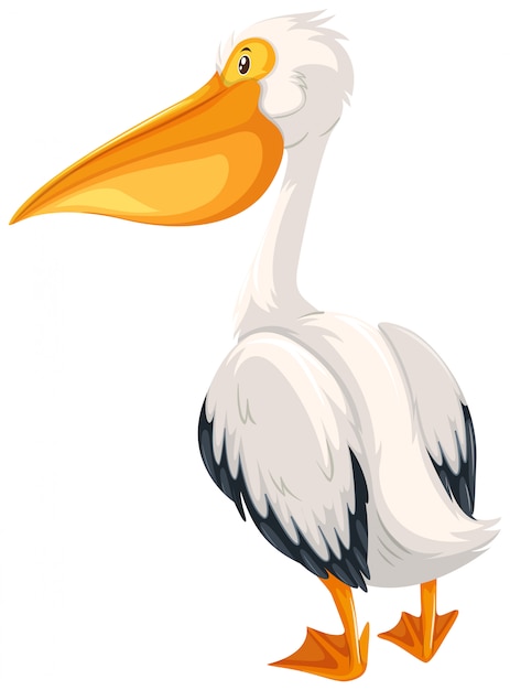 Free Vector | A Pelican On White Background