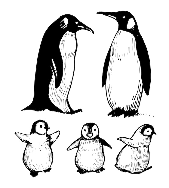 Premium Vector | Penguins. hand drawn illustration.