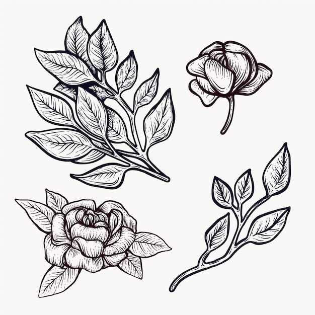 Download Peony blooming flowers hand drawn isolated outline clipart ...