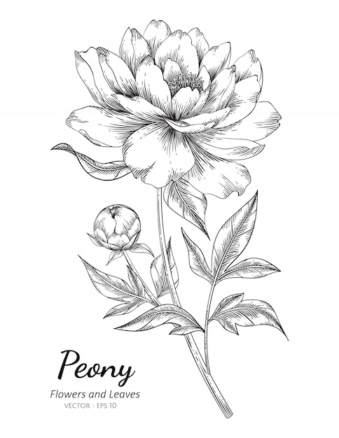 牡丹の花は白い背景のラインアートとイラストを描きます プレミアムベクター