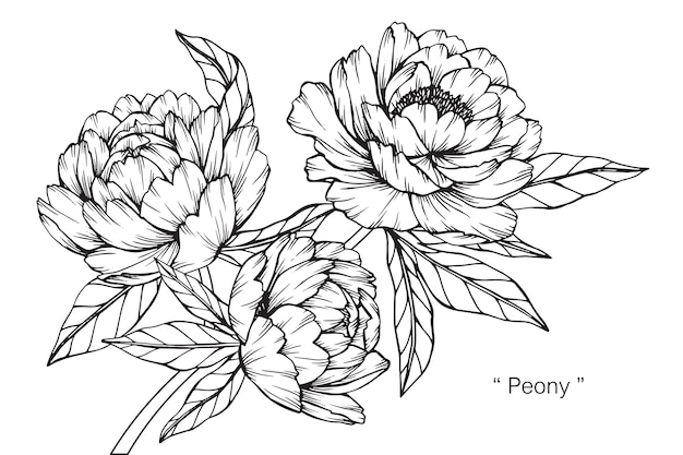 牡丹の花の描画のイラスト プレミアムベクター
