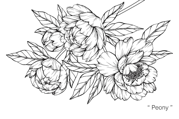 プレミアムベクター 牡丹の花の描画のイラスト