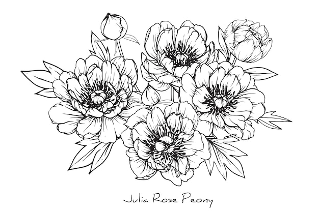 牡丹ジュリアは 葉や花の絵を描いています ヴィンテージ手描きの植物イラスト プレミアムベクター