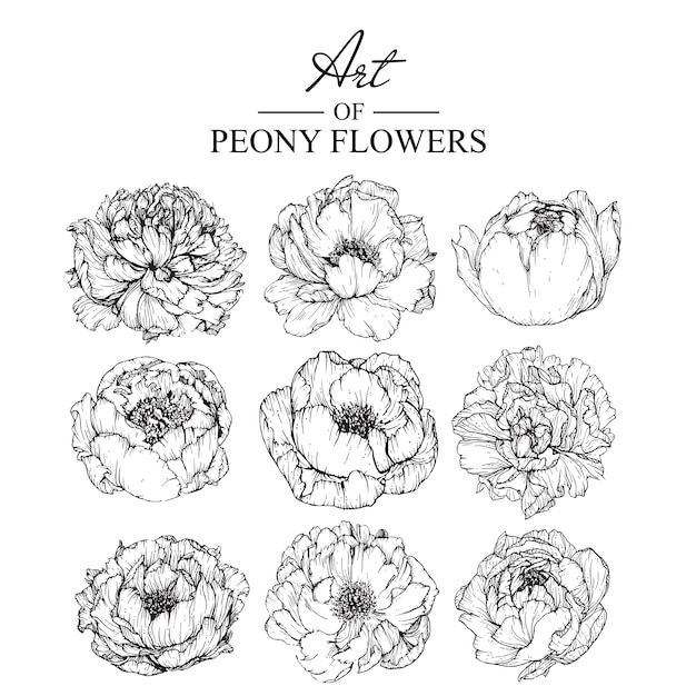 牡丹の葉と花の図案 ヴィンテージ手描きの植物イラスト ベクター プレミアムベクター