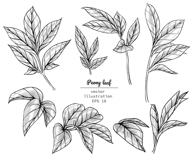 Premium Vector Peony leaf drawings