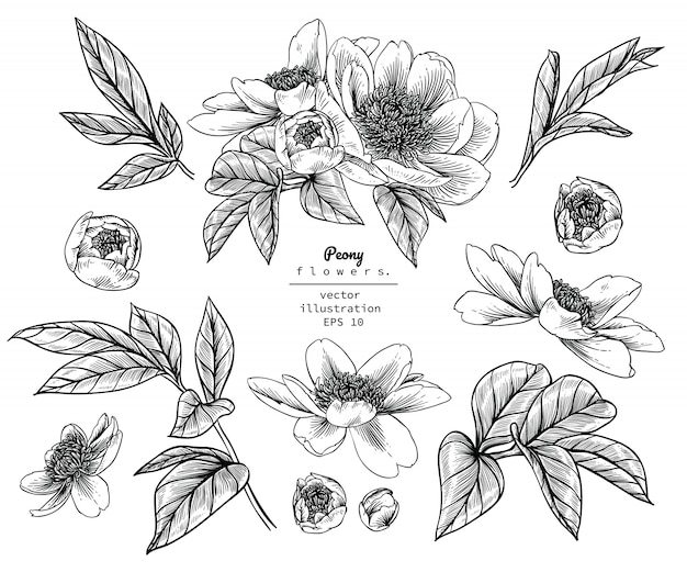 Premium Vector | Peony leaf and flower drawings