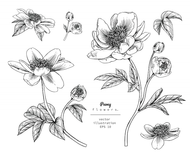 Premium Vector Peony leaf and flower drawings