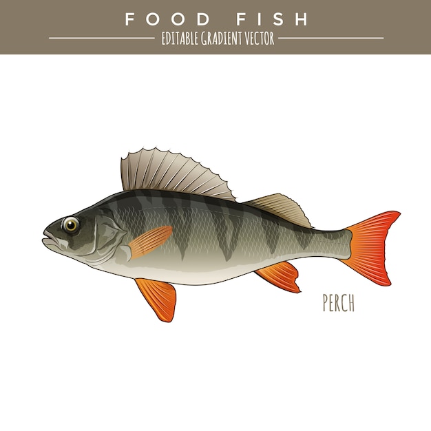 Download Perch, food fish. vector | Premium Vector